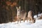 Two roe deer feeding on meadow in wintertime nature.