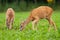 Two roe deer grazing on meadow in summertime nature