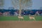 Two roe deer standing on agricultural crop field. Capreolus capreolus.