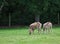 Two roe deers standing and eating grass in the green field