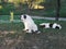 Two romanian shepherd dogs