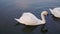 Two romantic white swans