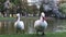 Two romantic white swans on the lake on a sunny day. Swans on the lawn walk on the green grass in the park in front of the lake