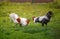 Two roosters black and white fight on the green grass in the backyard of the farm figuring out who is in charge