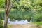 Two rope swings tied to a tree over looking a beautiful pond.