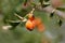 Two Rose hip or Rosehip ripe partially cracked accessory fruits of rose plant growing in bright orange color on single branch