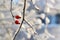 Two rose hips on a twig covered with snow, copy space