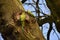 Two Rose-ringed parakeets on tree.