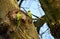 Two Rose-ringed parakeets on tree.