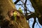 Two Rose-ringed parakeets on tree.