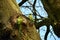 Two Rose-ringed parakeets on tree.