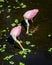 Two Roseate Spoonbills Feeding in the Swamp