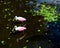 Two Roseate Spoonbills Reflecting in the Swamp