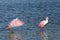 Two Roseate Spoonbills standing in fresh water