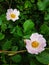 Two rosehip flowers on the bush in the garden