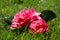 Two Roses (Rosa Grandiflora) Lying on Grass