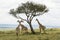 Two Rothschild Giraffes and a Masai Giraffe in Masai Mara National Park in Kenya