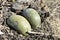 Two rotting blue pumpkins on a manure dumpster