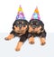 Two Rottweiler puppies in birthday hats peeking from behind empty board and looking at camera. on white background