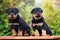 Two rottweiler puppies outdoors