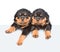 Two Rottweiler puppies peeking from behind empty board. on white