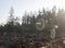 two round spider webs in morning dew with forest in the background