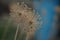 Two round spiky flowers, seed head in the garden