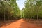 Two row of rubber trees harvesting for industry create a deep unique road in Vietnam