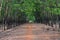 Two row of rubber trees harvesting for industry create a deep unique road in Vietnam