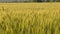Two-rowed barley or Hordeum distichon growing in the field