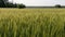 Two-rowed barley or Hordeum distichon growing in the field