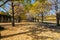 Two rows of ginkgo trees with many autumn yellow leaves