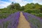 Two rows of lavender either side of a gravel pathway form a border to a kitchen garden