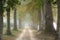 Two rows of Plane trees either side of a country lane