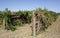 Two Rows Of Trellis Dried Vines.