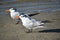 Two Royal Terns On The Beach