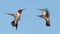 Two Ruby-throated Hummingbirds, a male and female, flying