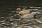 Two Ruddy-headed Geese, Chloephaga rubidiceps, swimming on a pond at the London wetland wildlife reserve.