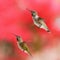 Two Rufous Hummingbirds