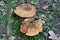 Two Rufous milkcap mushrooms in grass