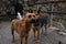 Two rufous stray dogs in Crimea seashore