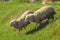 Two running adult sheeps in a green meadow