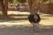 Two running angry ostriches Struthio female and male with an open beaks and spread wings