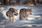 Two Running Grey Wolves On Fresh Snow. Pair Of European Wolfs. Wolf Grin