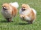 Two running pomeranian dogs