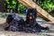 Two Russian Black Terrier breed dogs laying on the ground