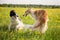 Two russian borzoi dogs having fun in the buttercup meadow. Portrait of playing Russian wolfhound dogs in the field on