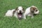 Two Russian piebald hound puppies