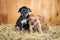 Two Russian Toy Terrier puppies