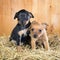 Two Russian Toy Terrier puppies